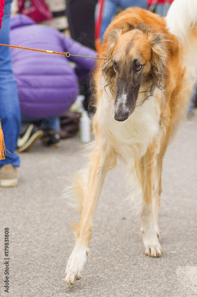Fototapeta premium Collie Dog Close-up