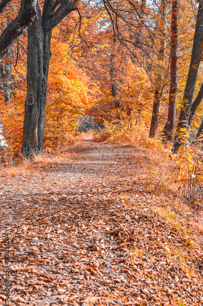 Obraz premium Autumn journey