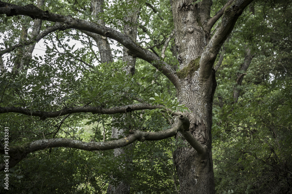 Ash tree covered in Lichen and moss in countryside