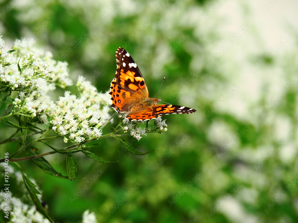 Butterflies: Monarch, Painted Lady, Cabbage White Butterflies: Monarch, Painted Lady, Cabbage White