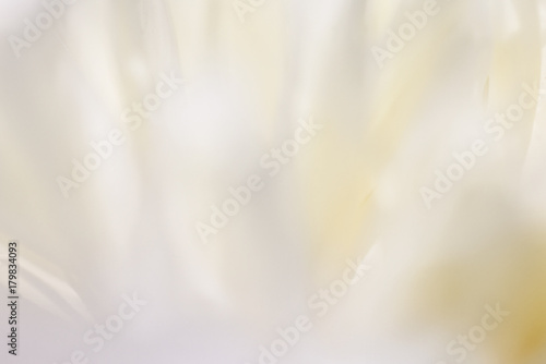 Flower soft background with peonies. Closeup of white peony flowers, blur vector floral background.