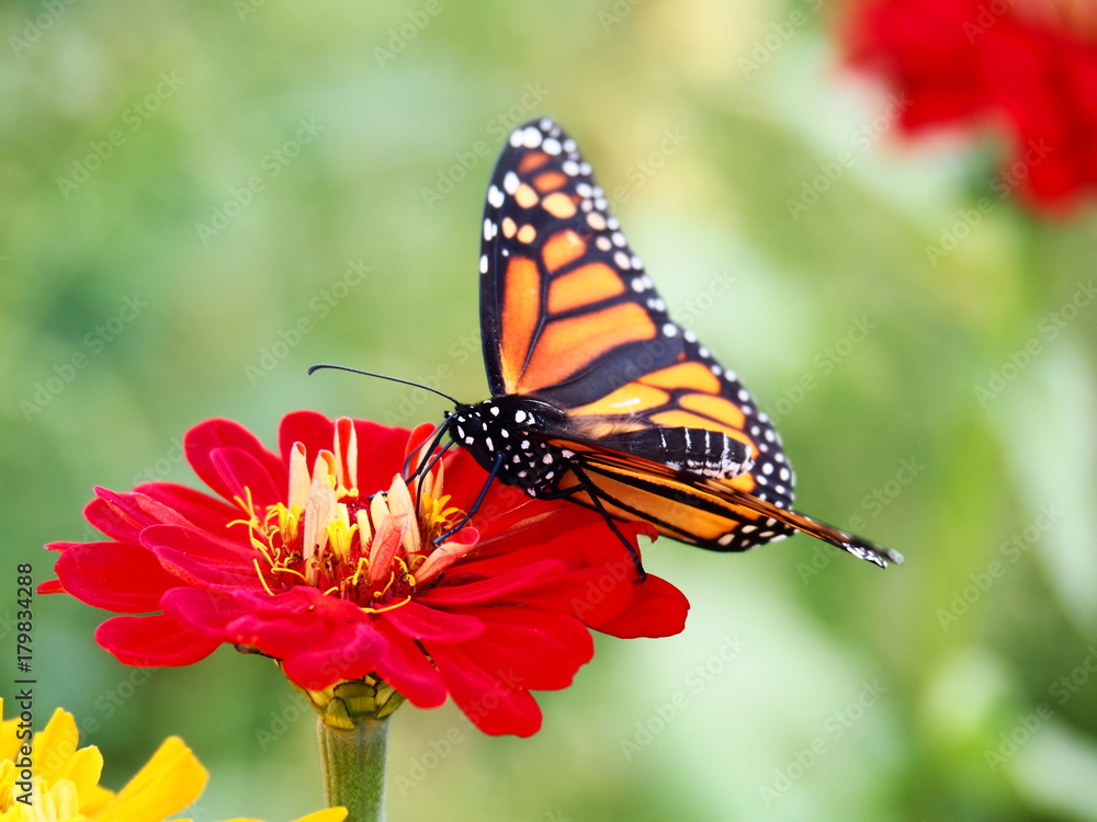 Fototapeta premium Butterflies: Monarch, Painted Lady, Cabbage White