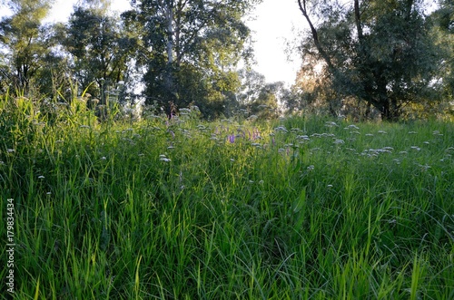 summer meadow