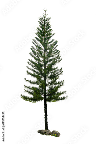 Christmas tree isolated on a white background without any decorations. Pine