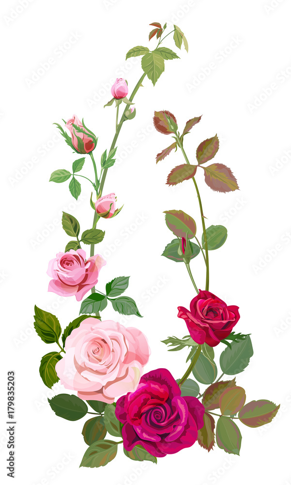 Vertical border with branch curly pink, red rose, bouquet of flowers, buds, green stems, leaves on white background, concept for design, digital draw illustration, watercolor style, vintage, vector