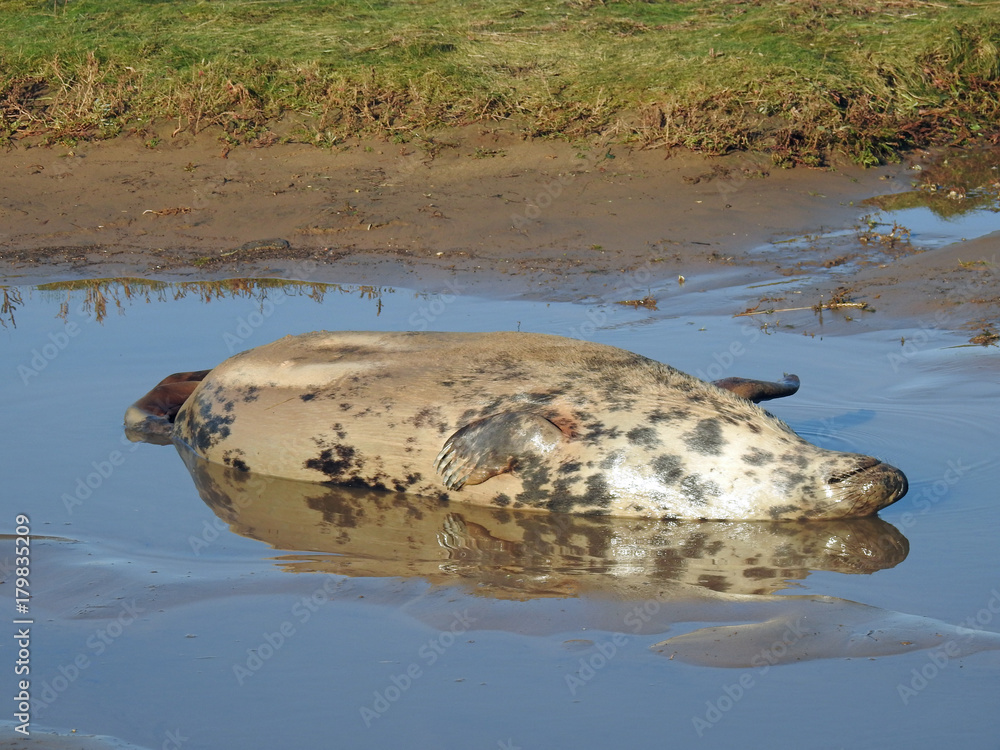 Obraz premium Grey seal relaxing.