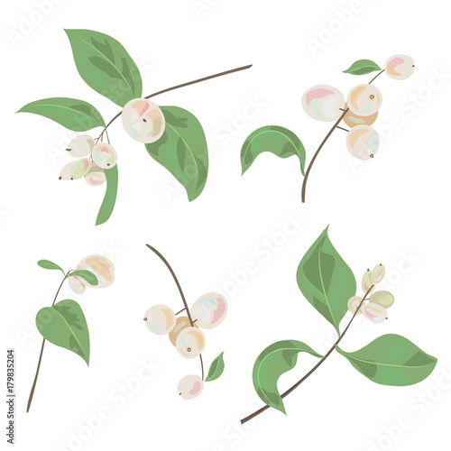 Set of small twigs with white berries and green leaves common snowberry (Symphoricarpos albus). Garden bush, Christmas decoration. Digital draw botanical illustration in watercolor style, vector