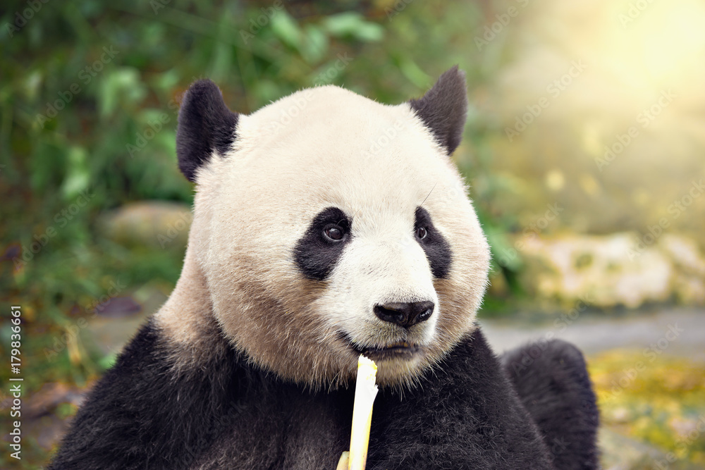 Giant Panda eats bamboo. Giant Panda eats bamboo.