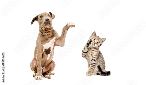 Playful puppy pit bull and kitten Scottish Straight, isolated on a white background