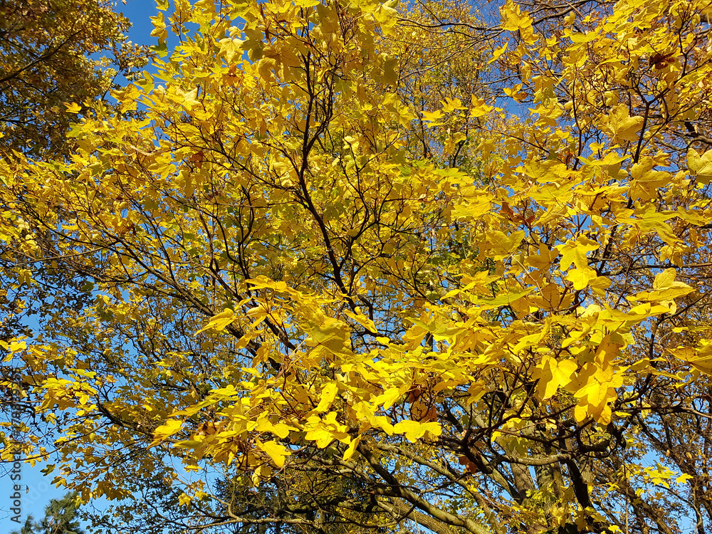 Herbstlich gefärbte Blätter des Feld-Ahorns, Acer campestre Herbstlich gefärbte Blätter des Feld-Ahorns, Acer campestre