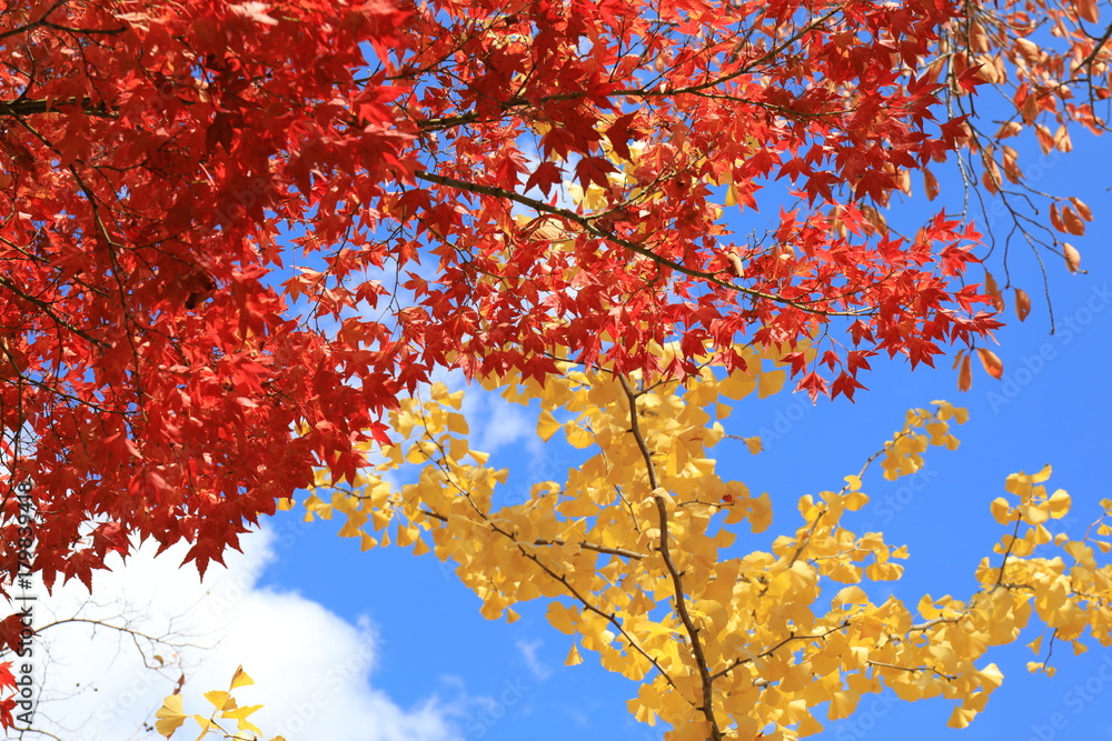 青空と紅葉 青空と紅葉