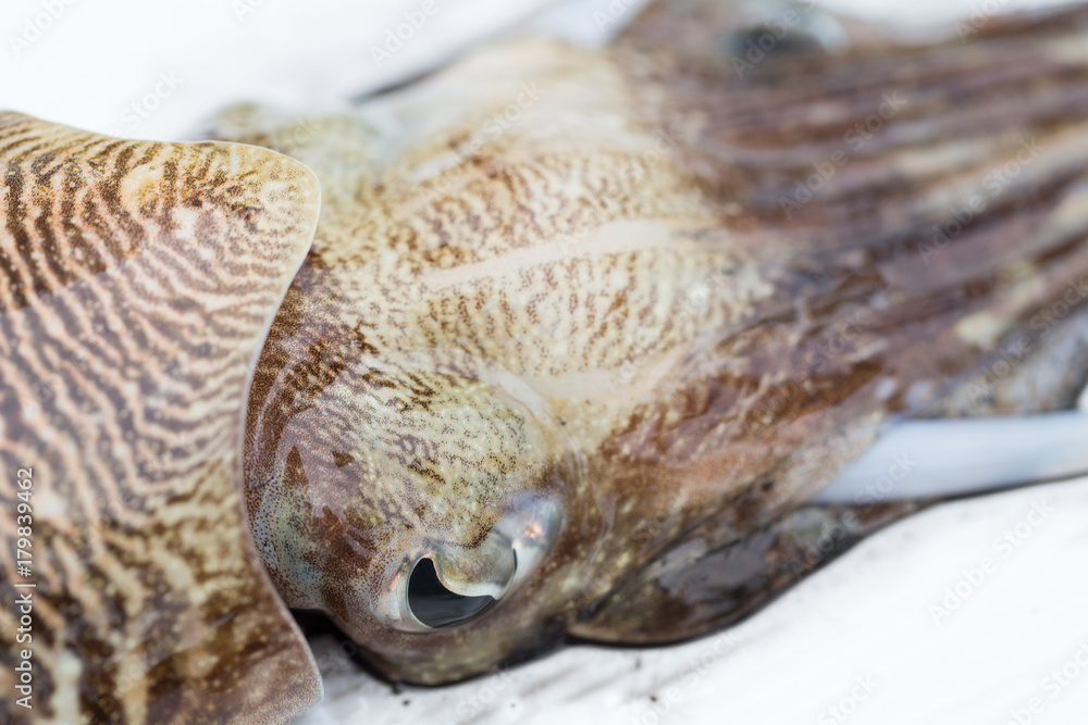 Cuttlefish or cuttles are marine animals of the order Sepiida. They belong to the class Cephalopoda for education in nature. Cuttlefish or cuttles are marine animals of the order Sepiida. They belong to the class Cephalopoda for education in nature.