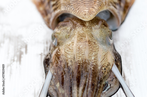 Cuttlefish or cuttles are marine animals of the order Sepiida. They belong to the class Cephalopoda for education in nature. photo