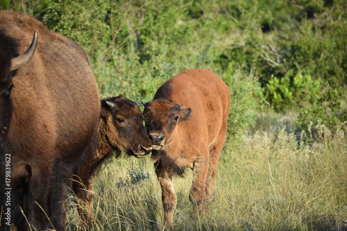 Close up of Bison Calves