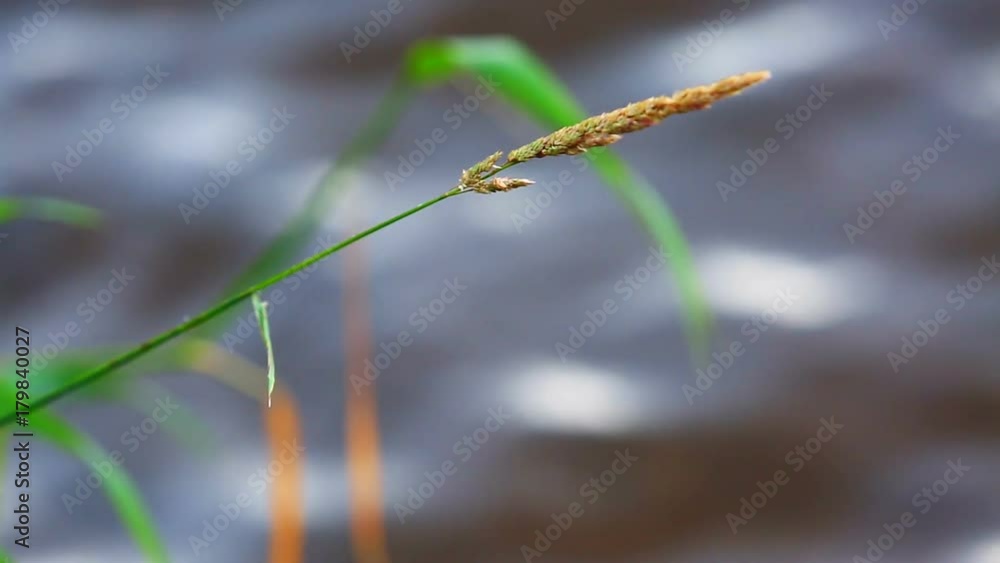 The stem sways from the wind on the background of water surface The stem sways from the wind on the background of water surface