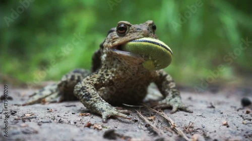 The toad eats a caterpillar