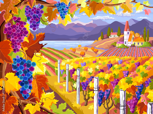 Vineyard and grapes bunches. Autumn landscape.