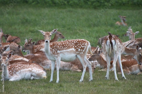 Fallow Deer