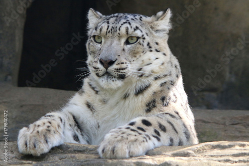 Snow Leopard