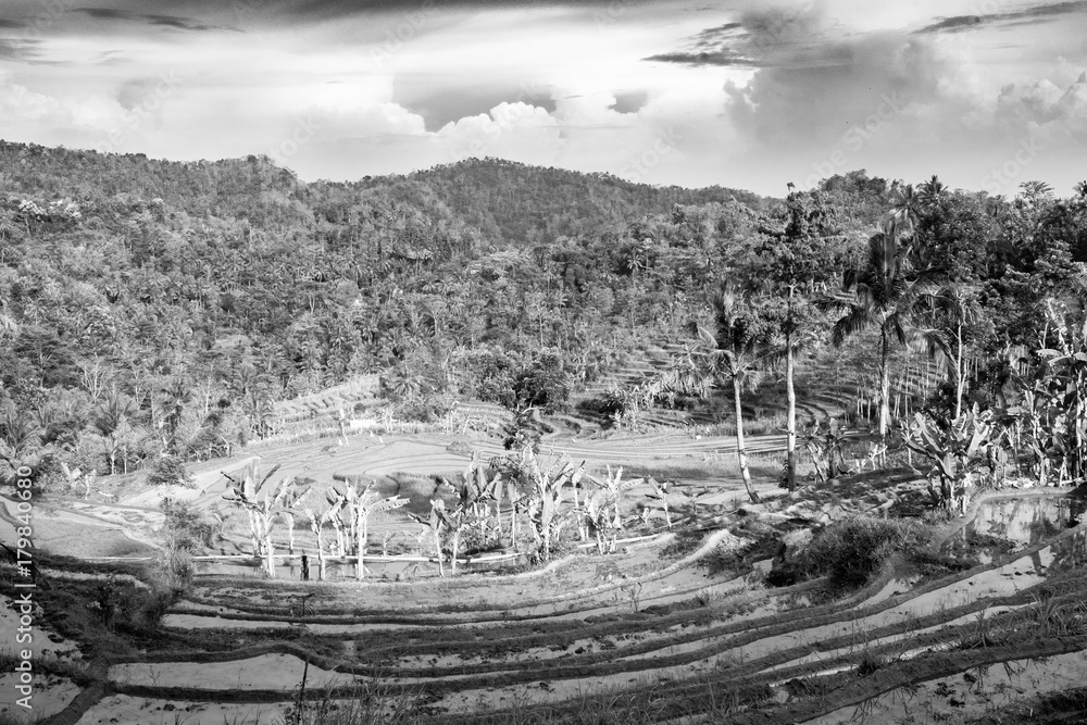 rice paddy terraces with palm trees - black and white, high contrast