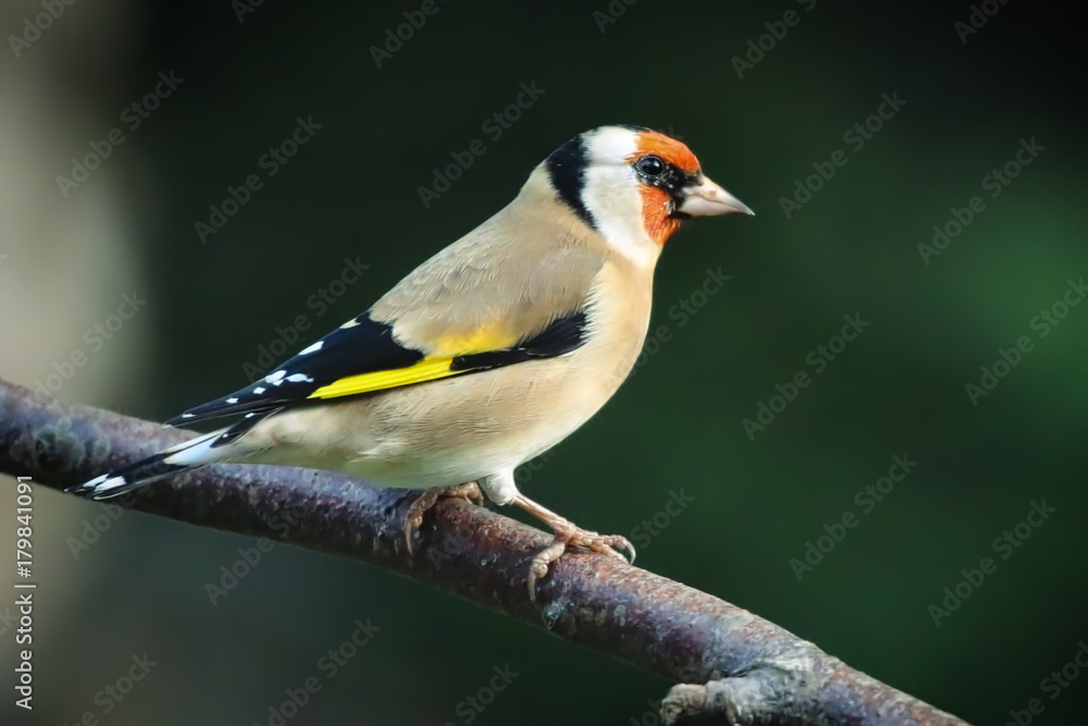 Goldcrest Goldcrest