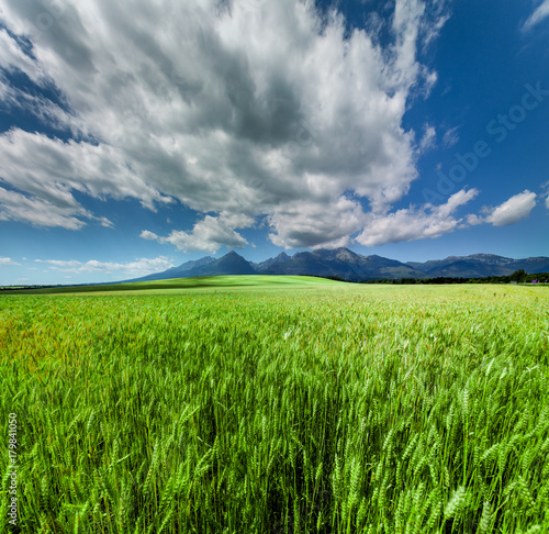 Fresh Green Wheat Field Under Scenic Summer Blue Dramatic Sky. Mountain range and cloudy sky in the background. Nature landscape. West Tatras Mountains, Slovakia.