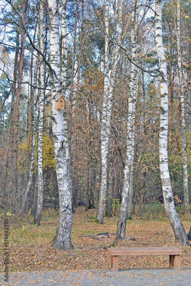 Obraz premium park miejski z brzozowym gajem jesienią