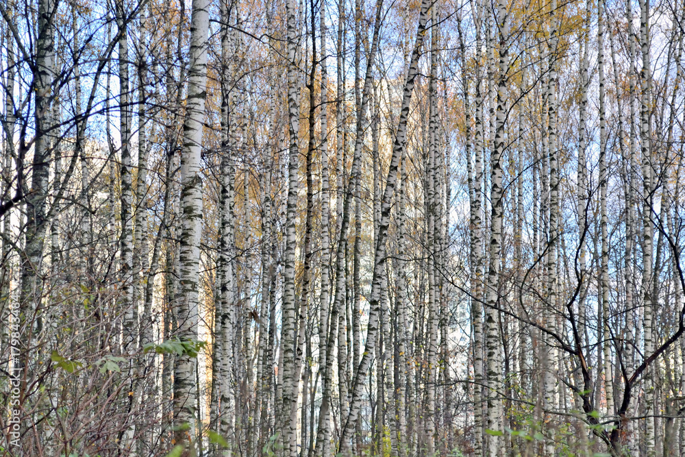 birch trunks background birch trunks background