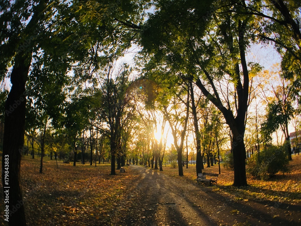 Ultra-wide angle of a park pathway at the sunset 