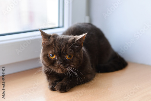 A young British cat sits at home