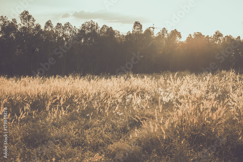 Grass flowers field on sunset darktone vintage style photo