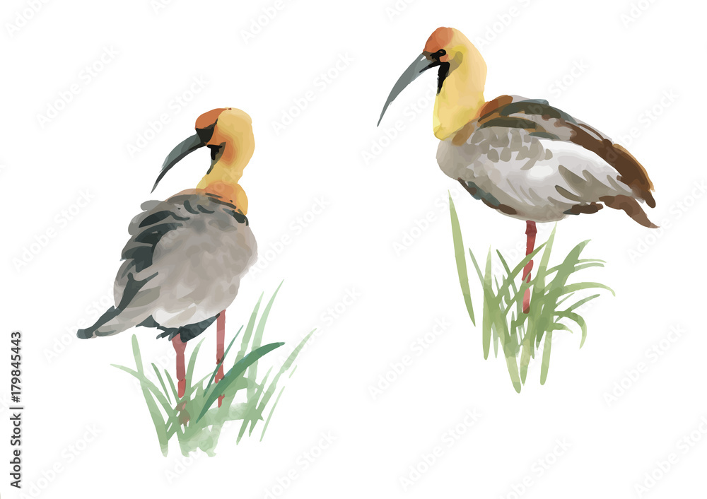 Obraz premium Beautiful hand drawn grey birds in grass on white background, watercolor painting.