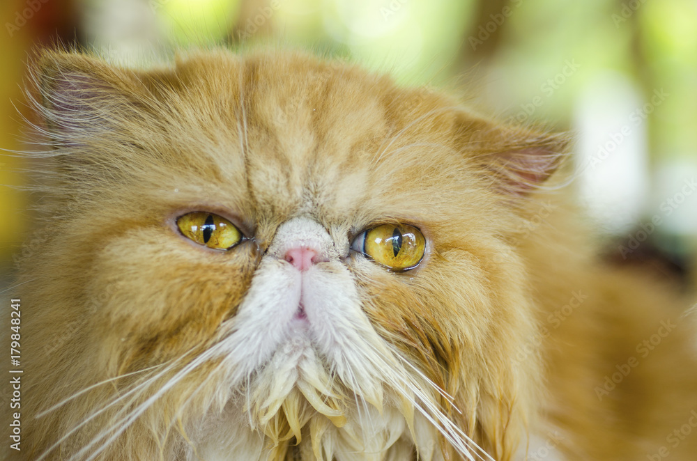 Blurred for background.Orange Persian Cat and Orange eyes.