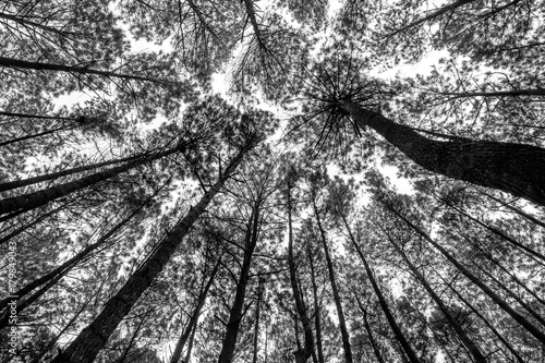 tropical pine trees in Java, Indoneia - black and white, high contrast