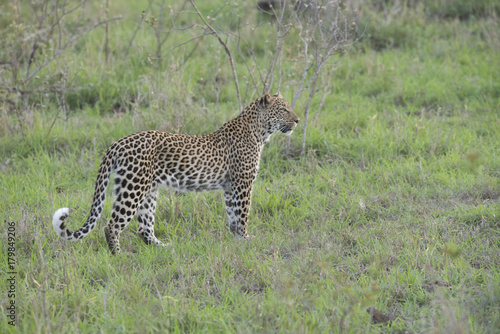 Wild female leopard in the South African savanna at sunset