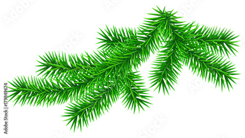 Green fluffy fir pine twig isolated on white