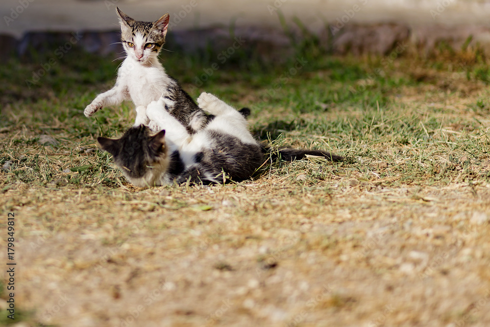 homeless kittens playing in the street homeless kittens playing in the street
