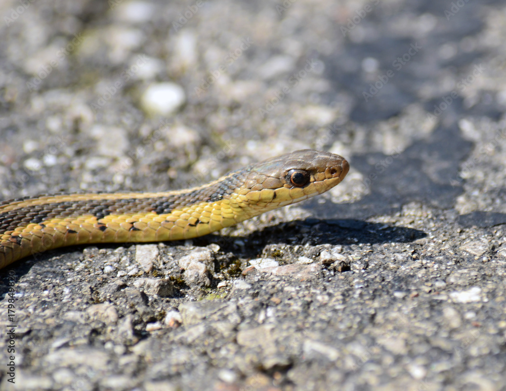 Garter Snake Garter Snake