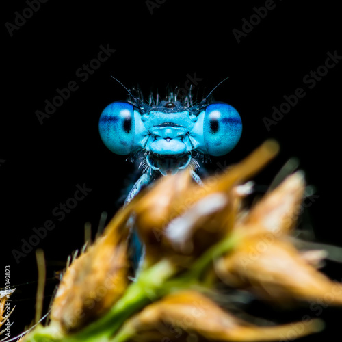 Funny Smiling Blue Dragonfly Insect on Dark Background