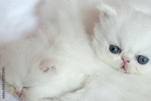 Little white kitten is staring.