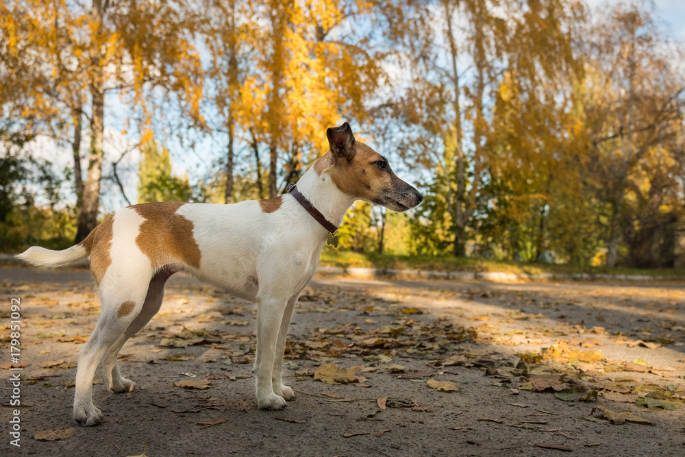 A walk with a fox terrier dog in an autumn park, an outdoor day A walk with a fox terrier dog in an autumn park, an outdoor day