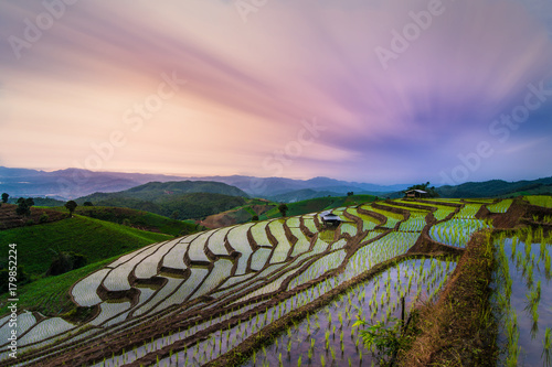Rice field with twilight sky