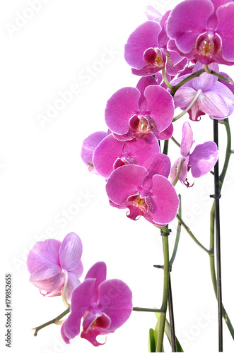 beautiful pink orchid isolated on white background