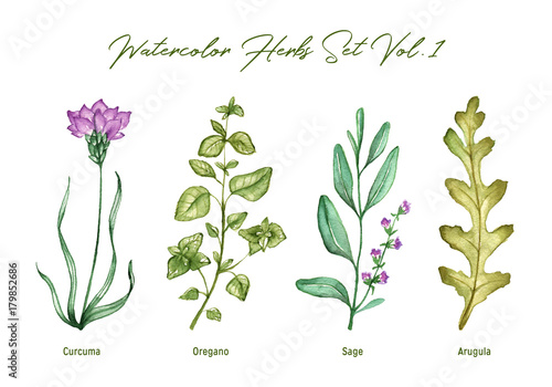 Watercolor herbs set volume 1. Illustration in high resolution.