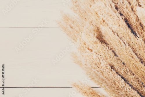 Dried fluffy cattail flower background on white wood, Top view.