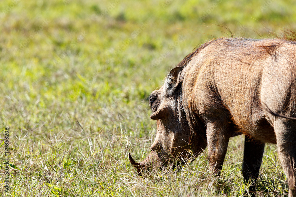 Fototapeta premium Warthog eating on grass