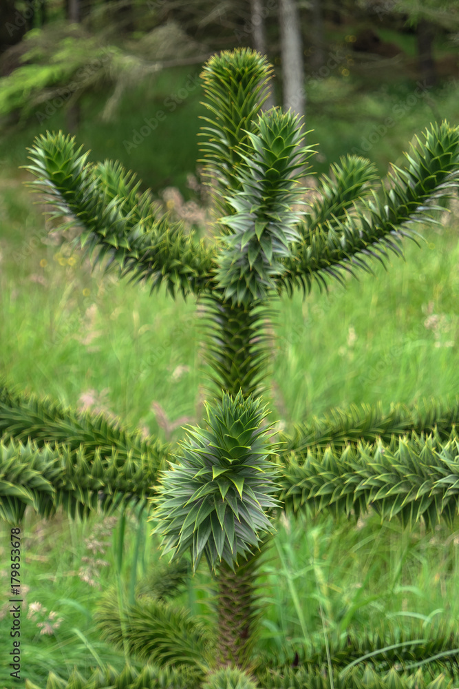 Branch of evergreen Araucaria tree, Faroe Islands Branch of evergreen Araucaria tree, Faroe Islands