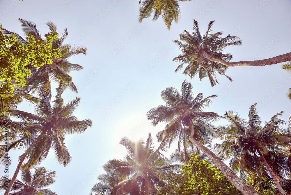 tall palm trees against the sky with the sun tall palm trees against the sky with the sun