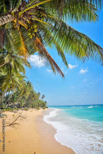 nice landscape with the ocean and palm trees