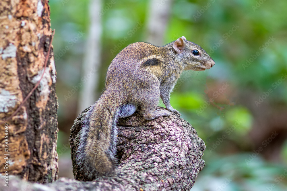 Beautiful of Menetes berdmorei (Indochinese ground squirrel, Berdmore's ground squirrel , Burmese Striped Squirrel , Tamiops mcclellandii) on branch in Doi Inthanon Natural Park, Chiangmai ,Thailand